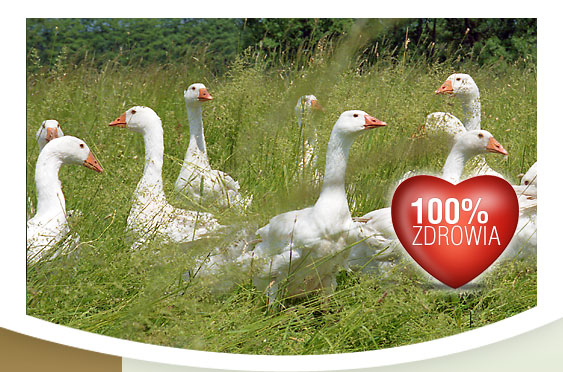 BOLEMIN zak�ad drobiarski - 100% zdrowia