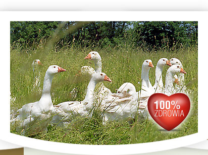  Hodowla, Produkcja i Eksport g�si