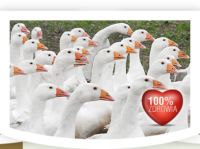  Hodowla, Produkcja i Eksport g�si