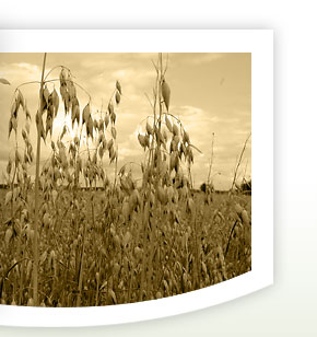 zak�ad drobiarski bolmin