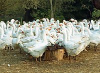 Zak�ad wyl�gowy BOLEMIN