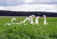 Zak�ad wyl�gowy BOLEMIN