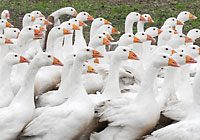 Zak�ad wyl�gowy BOLEMIN